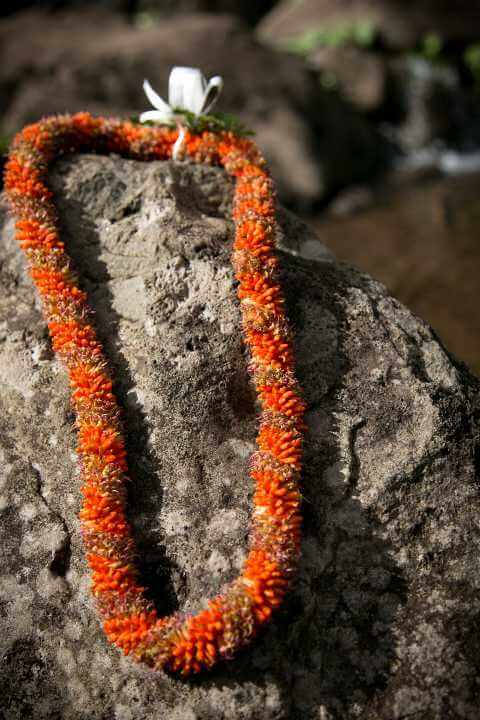 Cigar Lei